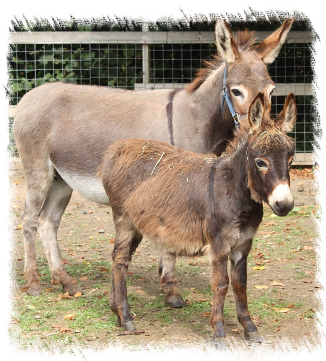 Miniature Mediterannean Donkeys For Sale Surrey Breeders Jenny